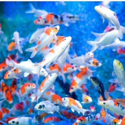 red sea tour