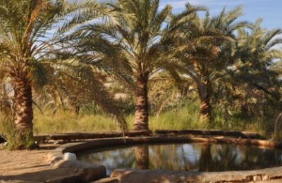 Oasis