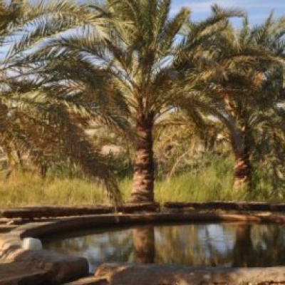 Oasis